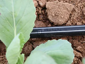 Ruban d’Irrigation Goutte à Goutte (T-TAPE) avec Goutteur en Continu