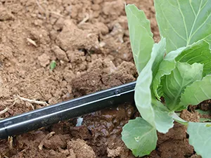 Ruban d’Irrigation Goutte à Goutte (T-TAPE) avec Goutteur en Continu