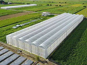 Film pour Serre Agricole